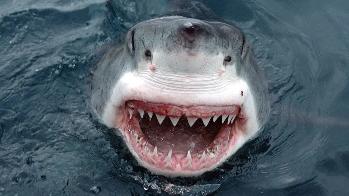 مصر/ تحذيرات من هجمات القرش الهارب من حرارة البحر