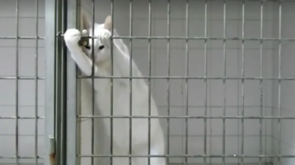 ممنوع على أصحاب القلوب الضعيفة/ شاهد شاباً يحرق قطة داخل قفص