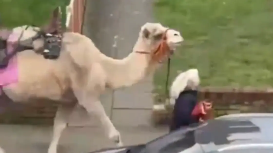 شاهد/ جمل يتجول في لندن