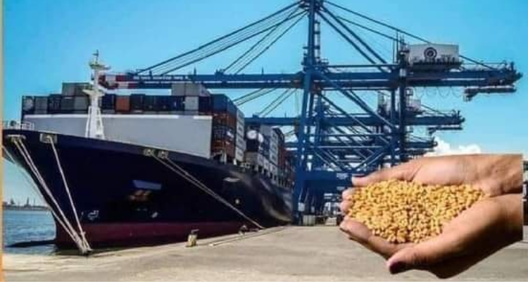 تونس تقتني قمحا وعلف الشعير في مناقصة عالمية