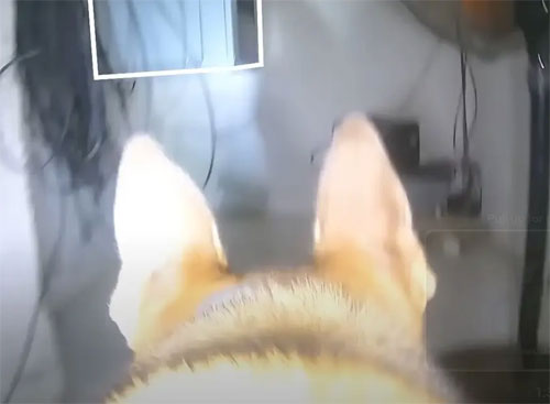 شاهد/ وحدة إسرائيـ.ليـ.ة جنودها كلاب مدربة (فيديو)