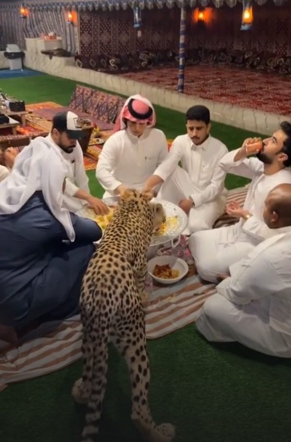 شجاعة لا توصف.. فيديو لنمر يشارك سعوديين وجبة “كبسة” شجاعة لا توصف.. فيديو لنمر يشارك سعوديين وجبة “كبسة”