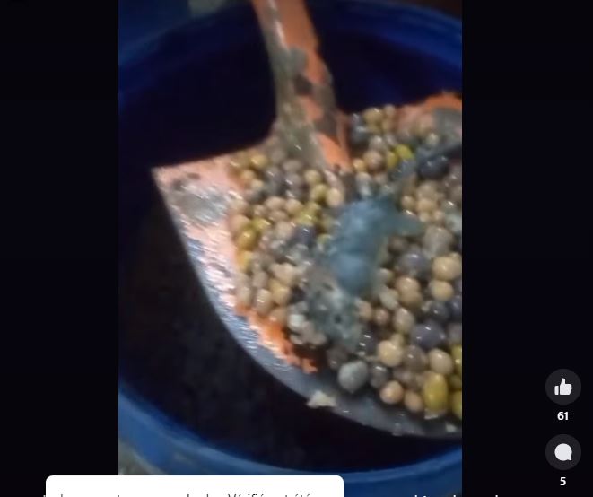 يحدث في تونس/ فئران ميتة وديدان في اسطل زيتون ومخللات (فيديو) يحدث في تونس/ فئران ميتة وديدان في اسطل زيتون ومخللات (فيديو)