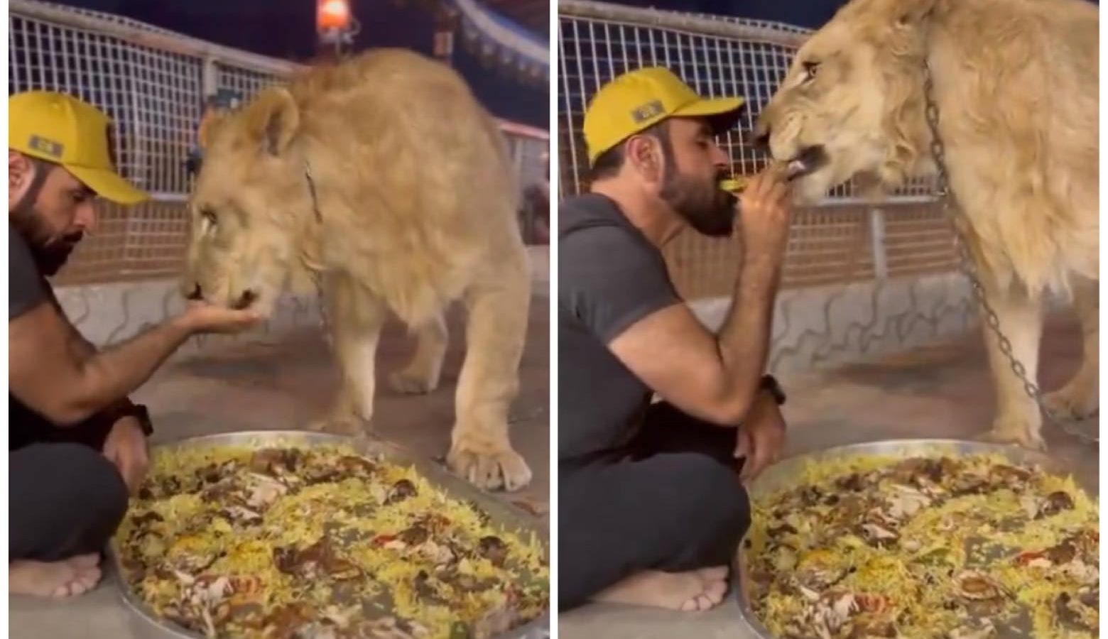 أسد يُشارك مدربه وجبة “الكبسة” (صور)