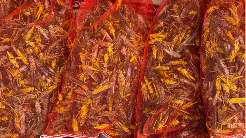 “برغر” بالجراد في السعودية/ شاهد طريقة اعداده