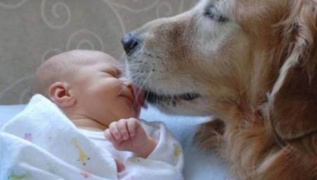 في واقعة هزت مصر.. كلب ينقذ رضيعا من الموت