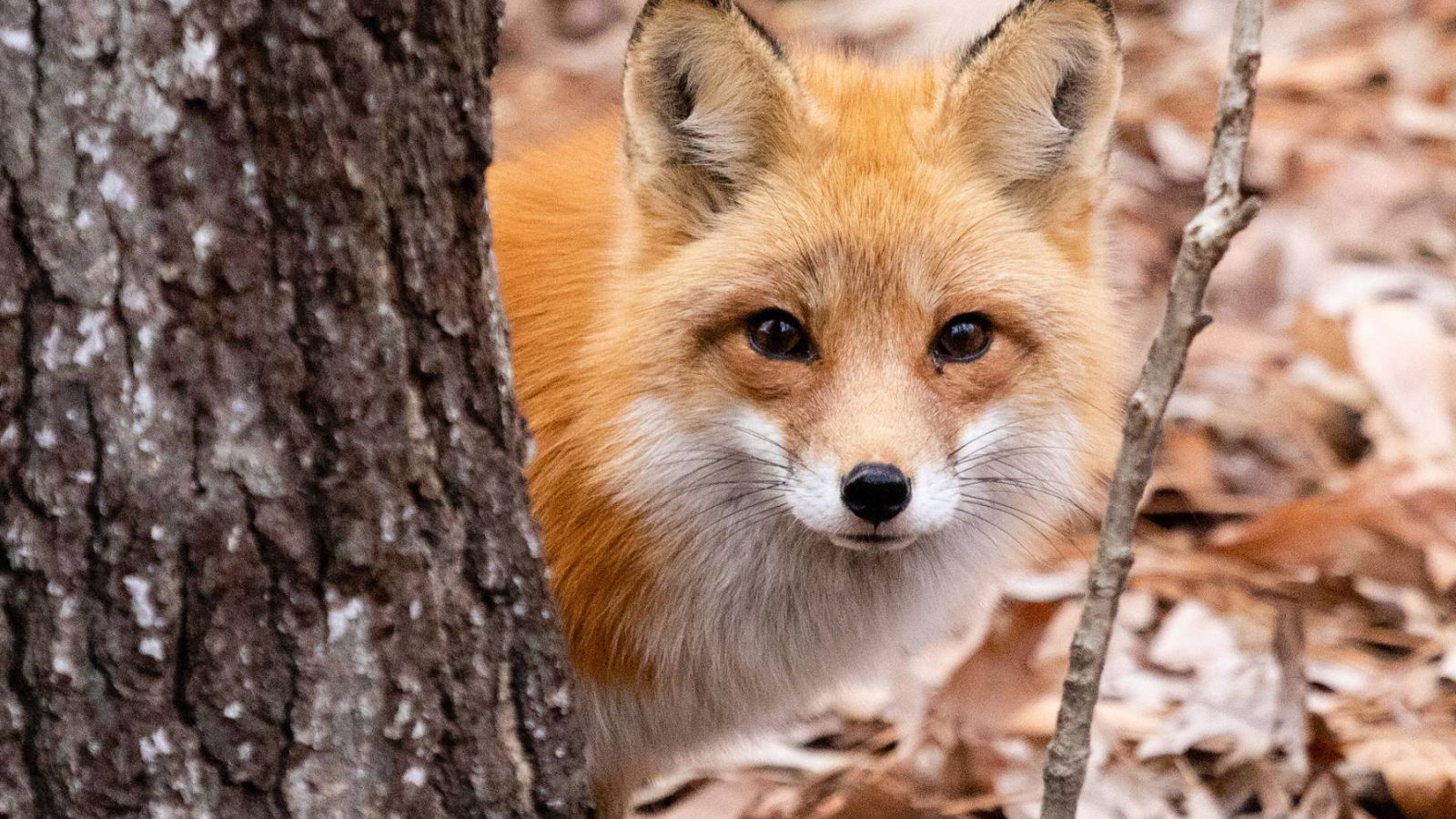 نائب يكشف: ثعلب في احدى اعداديات القيروان!