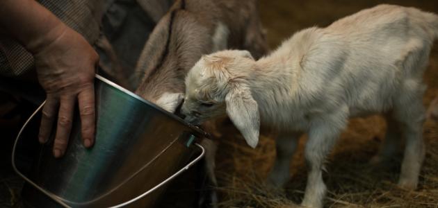 ولادة ماعز بوجه يشبه البشر ولادة ماعز بوجه يشبه البشر