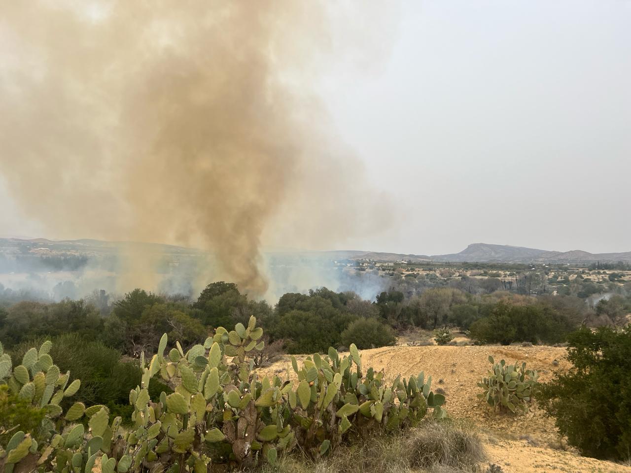 القيروان/ حريق ضخم يأتي على 50 شجرة زيتون