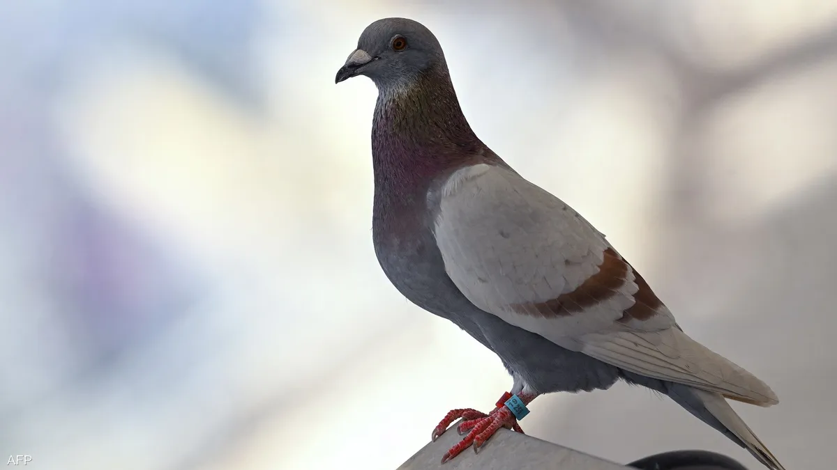 بعد 8 اشهر من سجنها/ الهند تطلق سراح حمامة