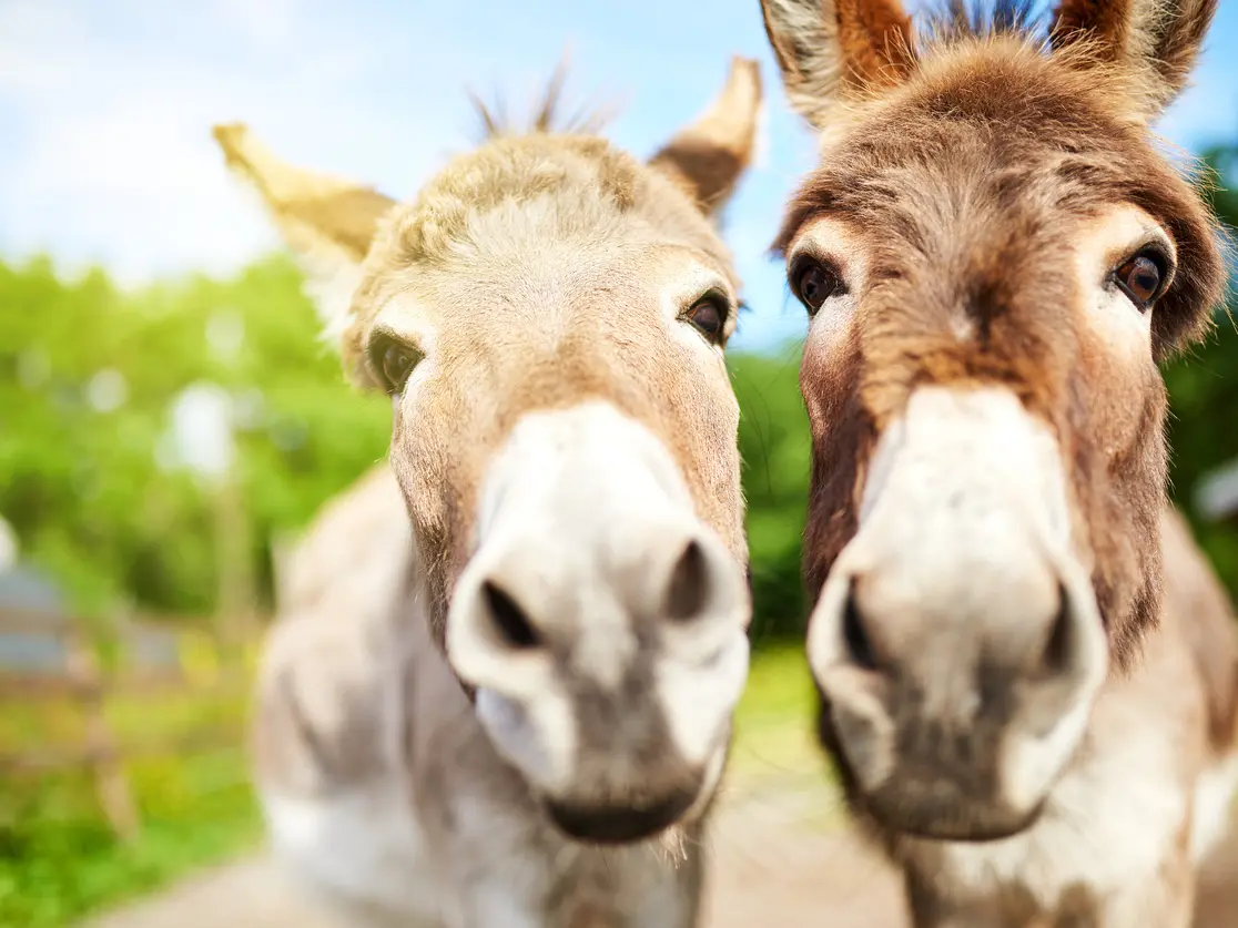 تقرير: الحمير مهدّدة بالانقراض بسبب مستحضرات التجميل