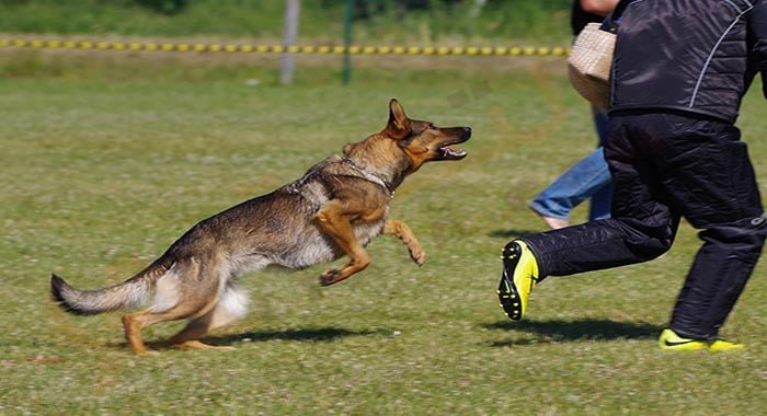 نائب أردني يقترح تعويضا لكل من يعضه كلب ضال