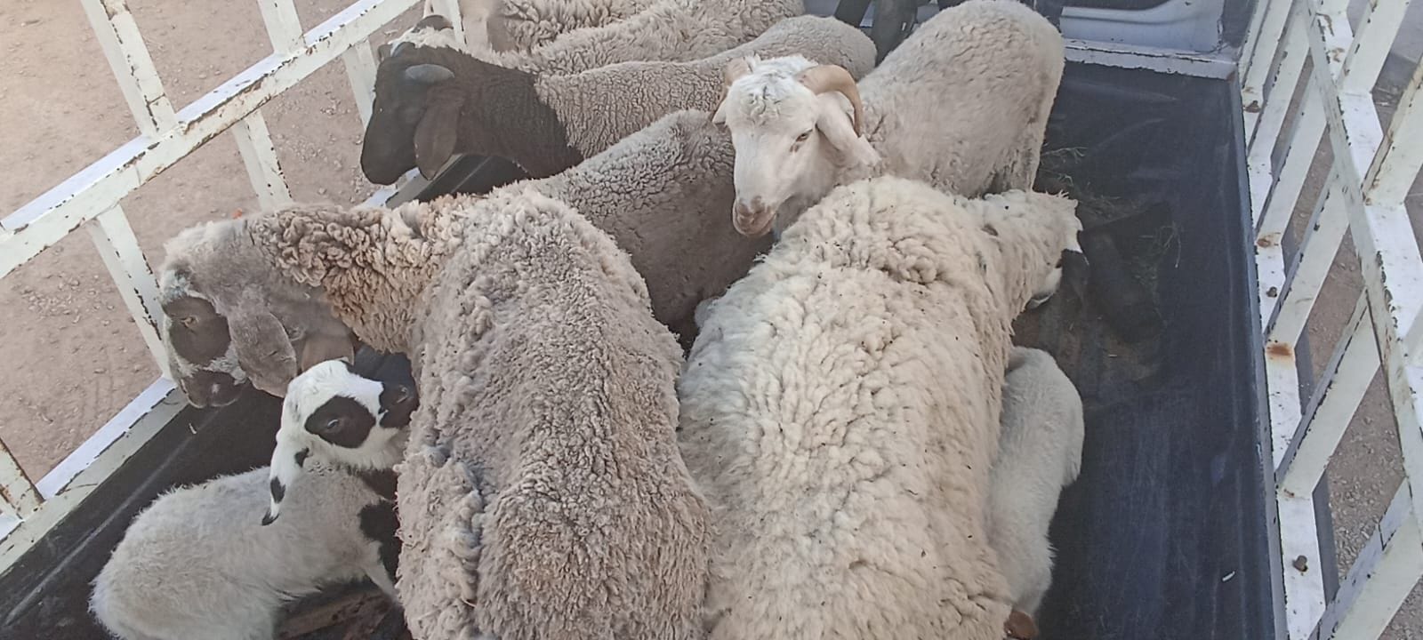 صفاقس/ عصابة سرقة المواشي في قبضة الامن