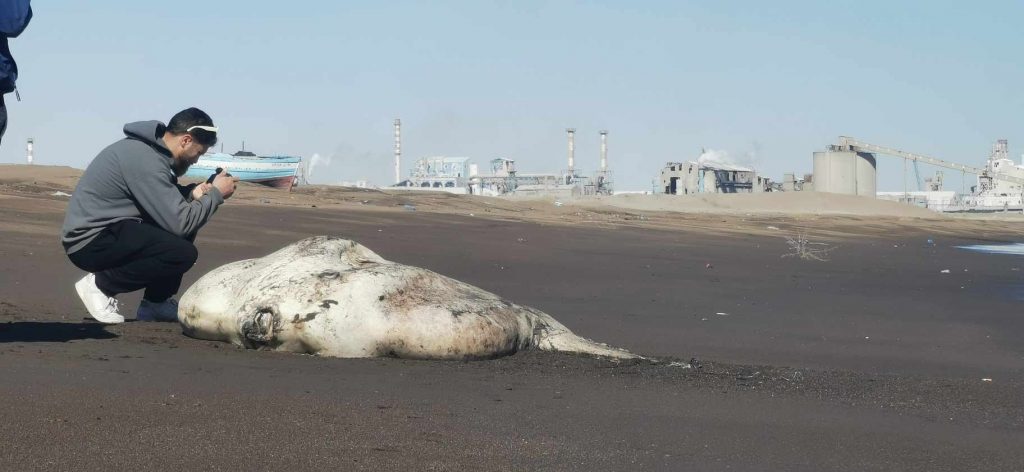 قابس البحر يلفظ سمكة القمر