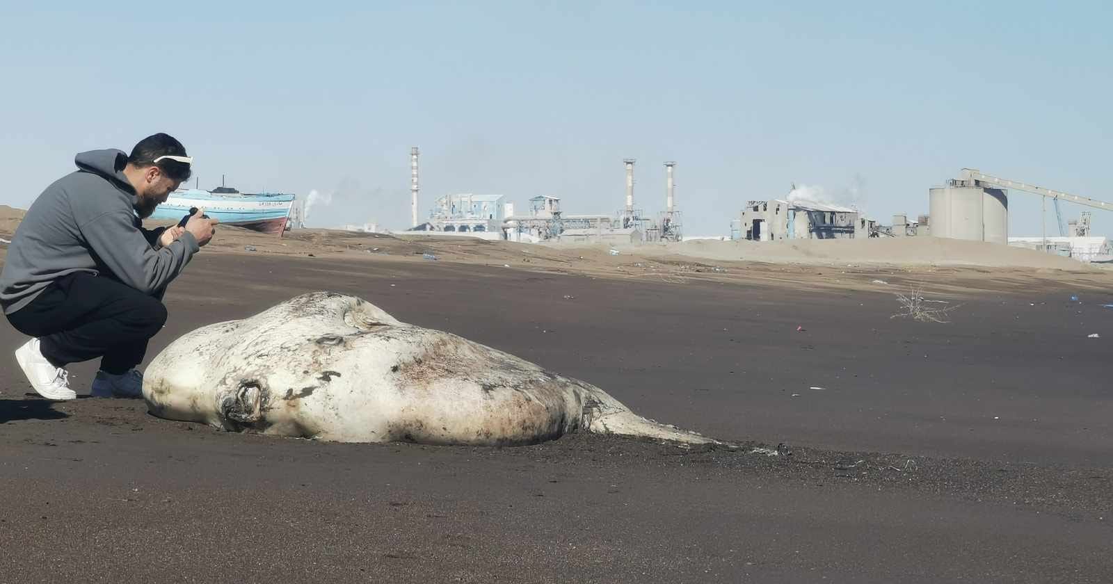 قابس/ البحر يلفظ “سمكة القمر” (صور)
