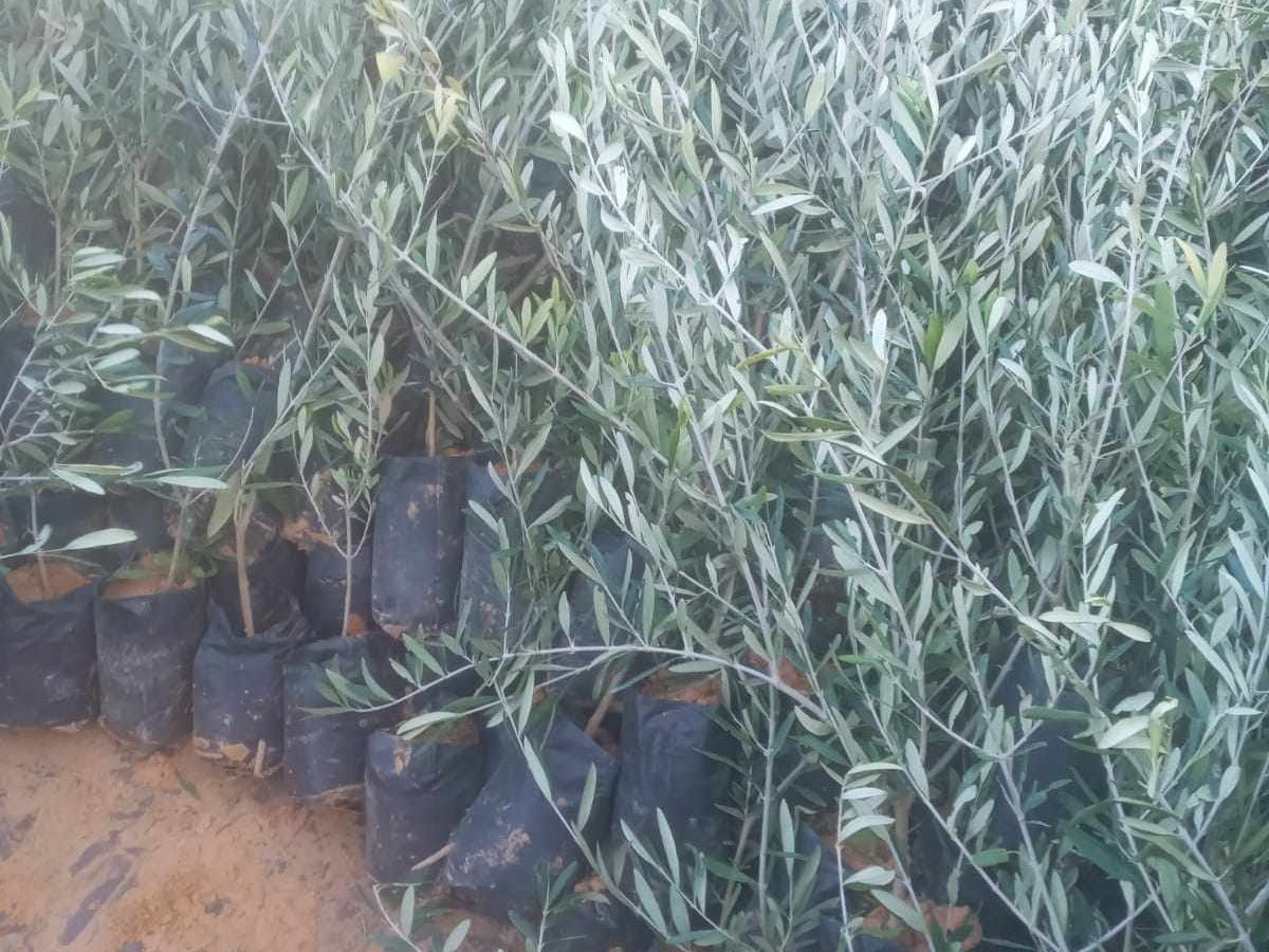 قابس/ الديوانة تحجز 2000 “شتلة” زيتون أجنبية مهربة قابس/ الديوانة تحجز 2000 “شتلة” زيتون أجنبية مهربة