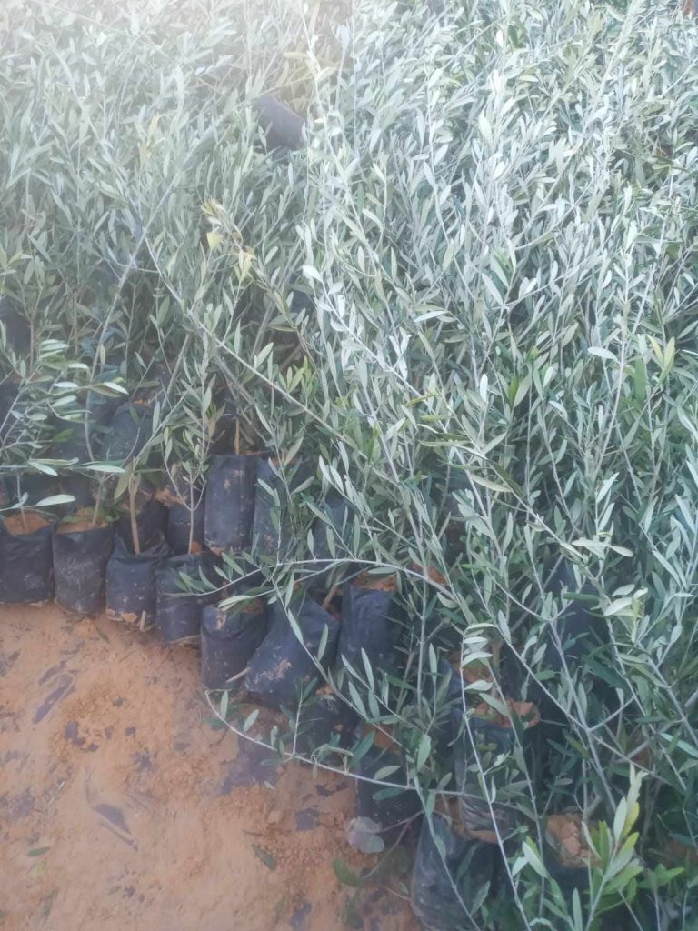 قابس.. الديوانة تحجز 2000 شتلة زيتون أجنبية مهربة