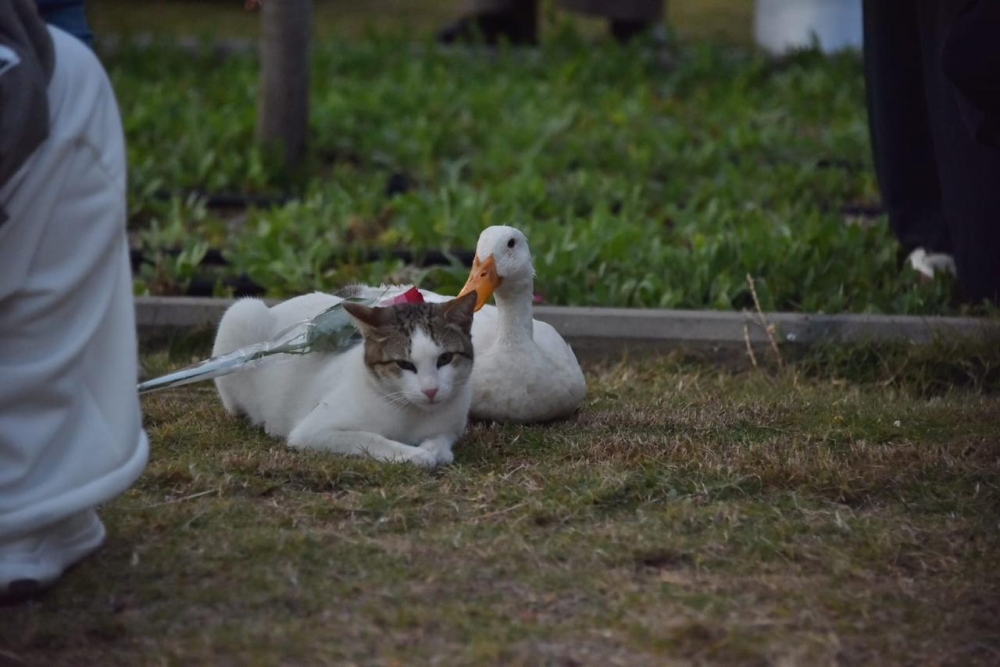 قصة حب طريفة بين قط وبطة حديث مواقع التواصل الاجتماعي (صور)