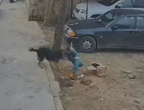 فيديو صادم/ كلب متشرد يودي بحياة طفل