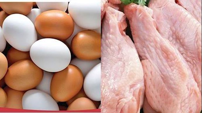 مخزون البيض والدجاج والاسعار قبل رمضان .. كل التفاصيل لـ(“تونس الان”) مخزون البيض والدجاج والاسعار قبل رمضان .. كل التفاصيل لـ(“تونس الان”)