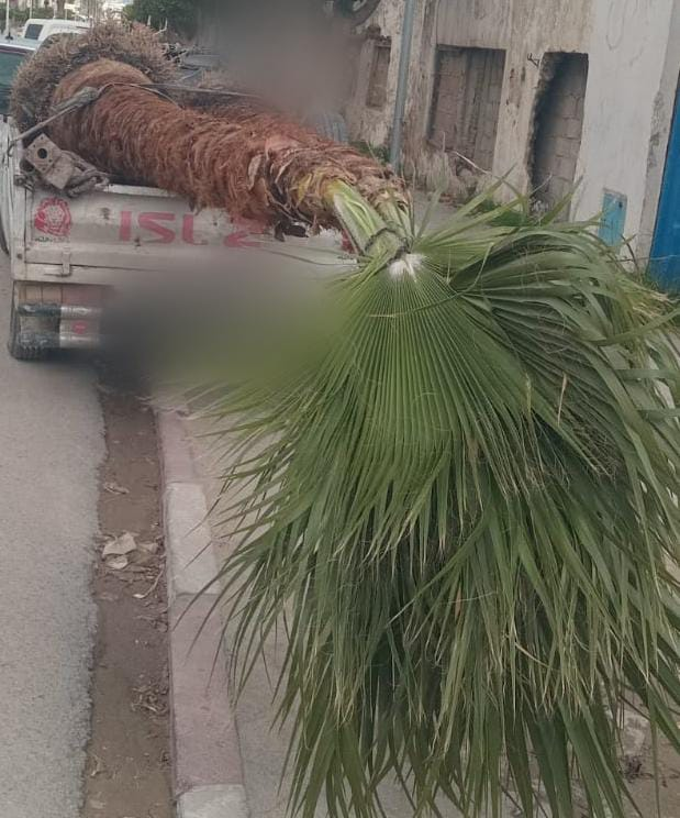 بن عروس/ شبكة تسرق النباتات المُعدّة للزينة ! بن عروس/ شبكة تسرق النباتات المُعدّة للزينة !