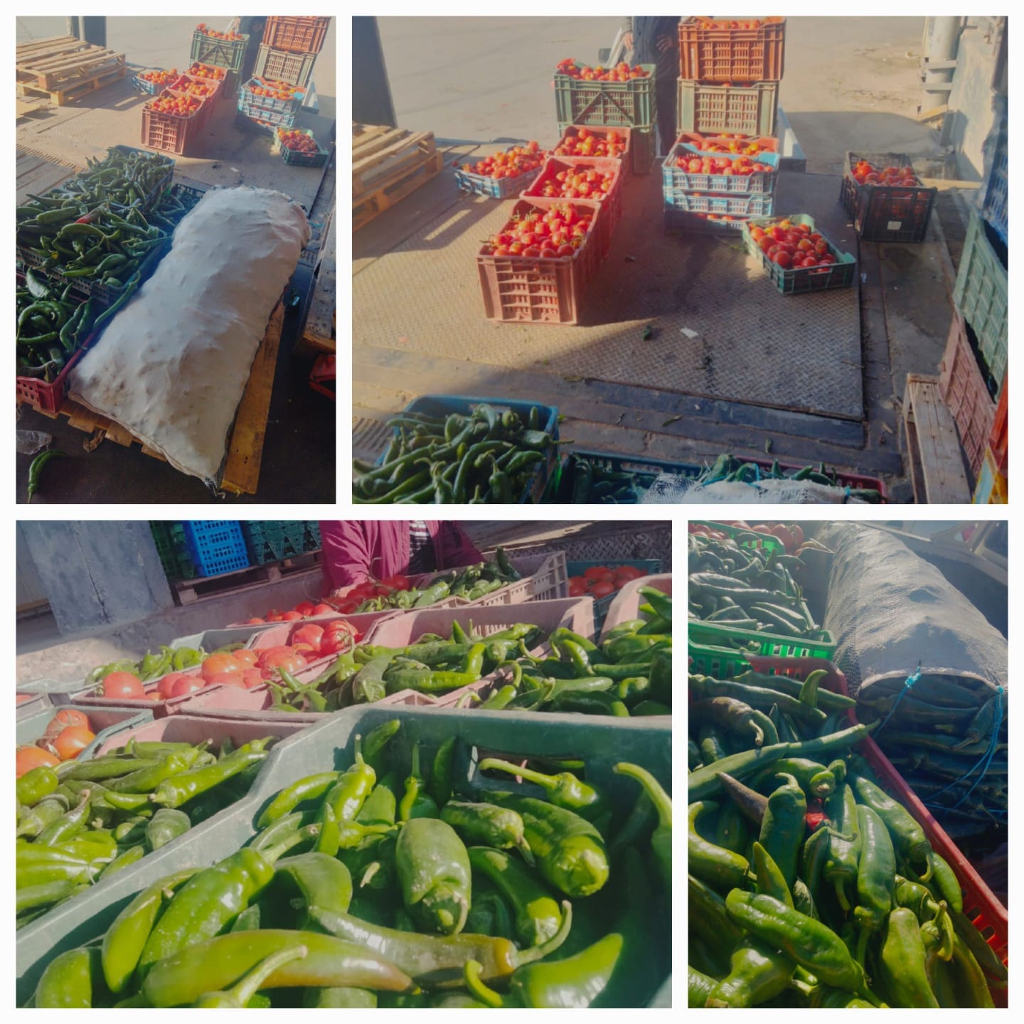 أريانة/ حجز طماطم تباع بـ3800 مليم واعادة بيعها بـدينارين أريانة/ حجز طماطم تباع بـ3800 مليم واعادة بيعها بـدينارين