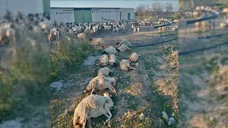النفيضة/ نفوق اكثر من 80 رأس غنم في ساعات.. ماذا يحدث؟
