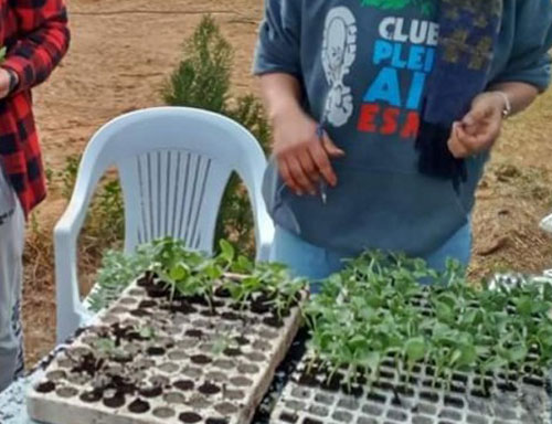 للعام الـ5/ فلاح يوزع بذورا ومشاتل أصلية مجانا