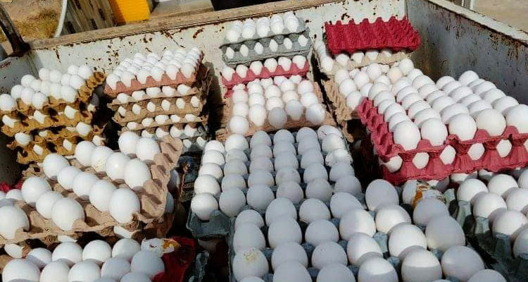 سيدي حسين/ حجز 6000 بيضة معدة للاحتكار