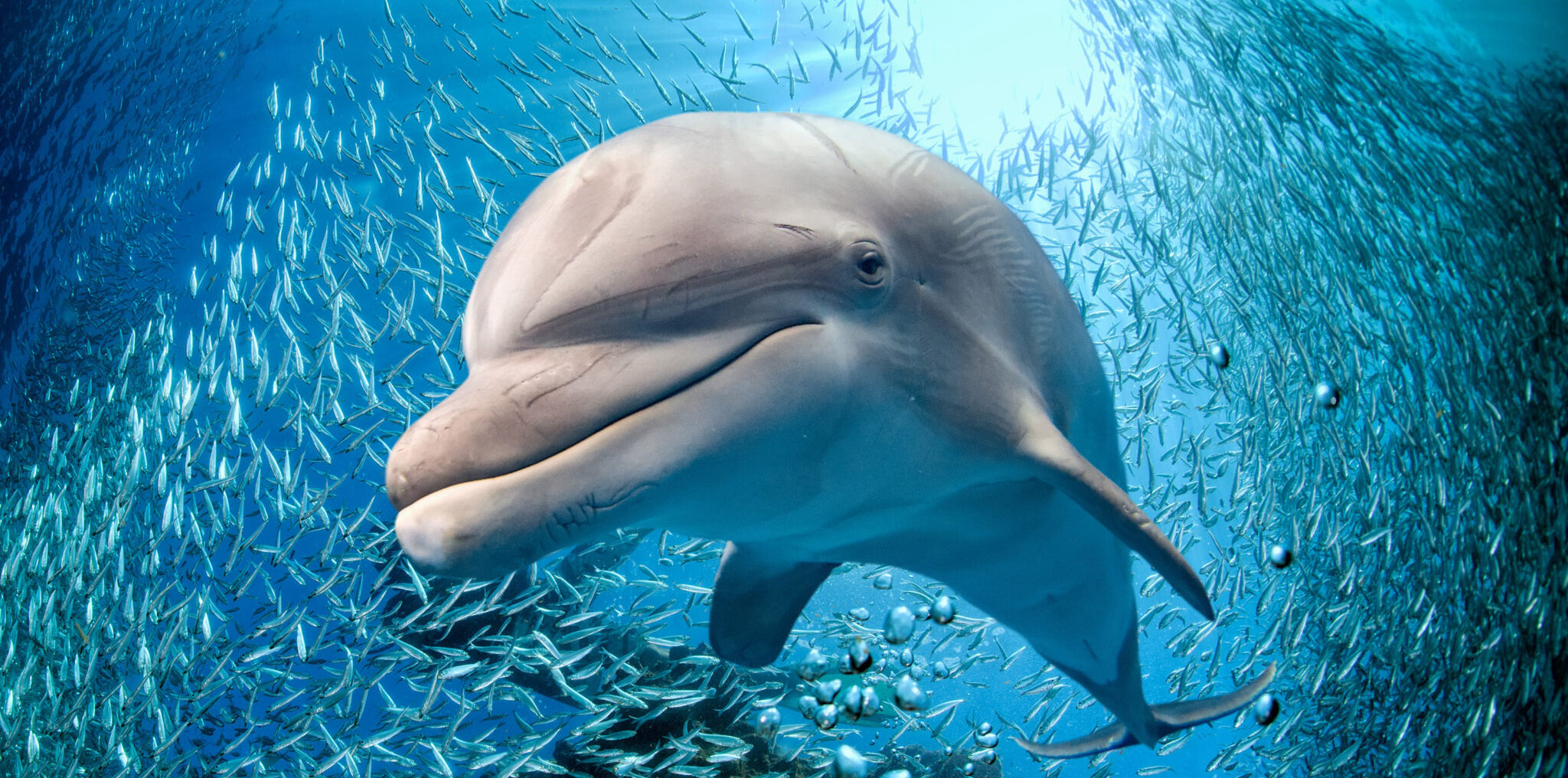 مشهد يراه العلماء لأول مرة/ دلفين يفترس قرشاً وينتزع أحشاءه