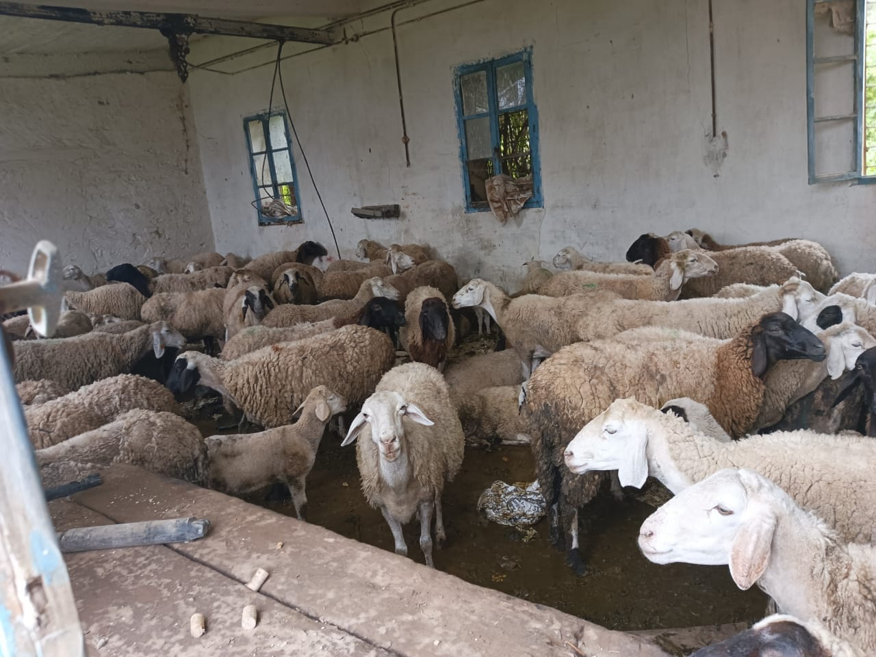 منوبة/ استرجاع قطيع أغنام مسروق