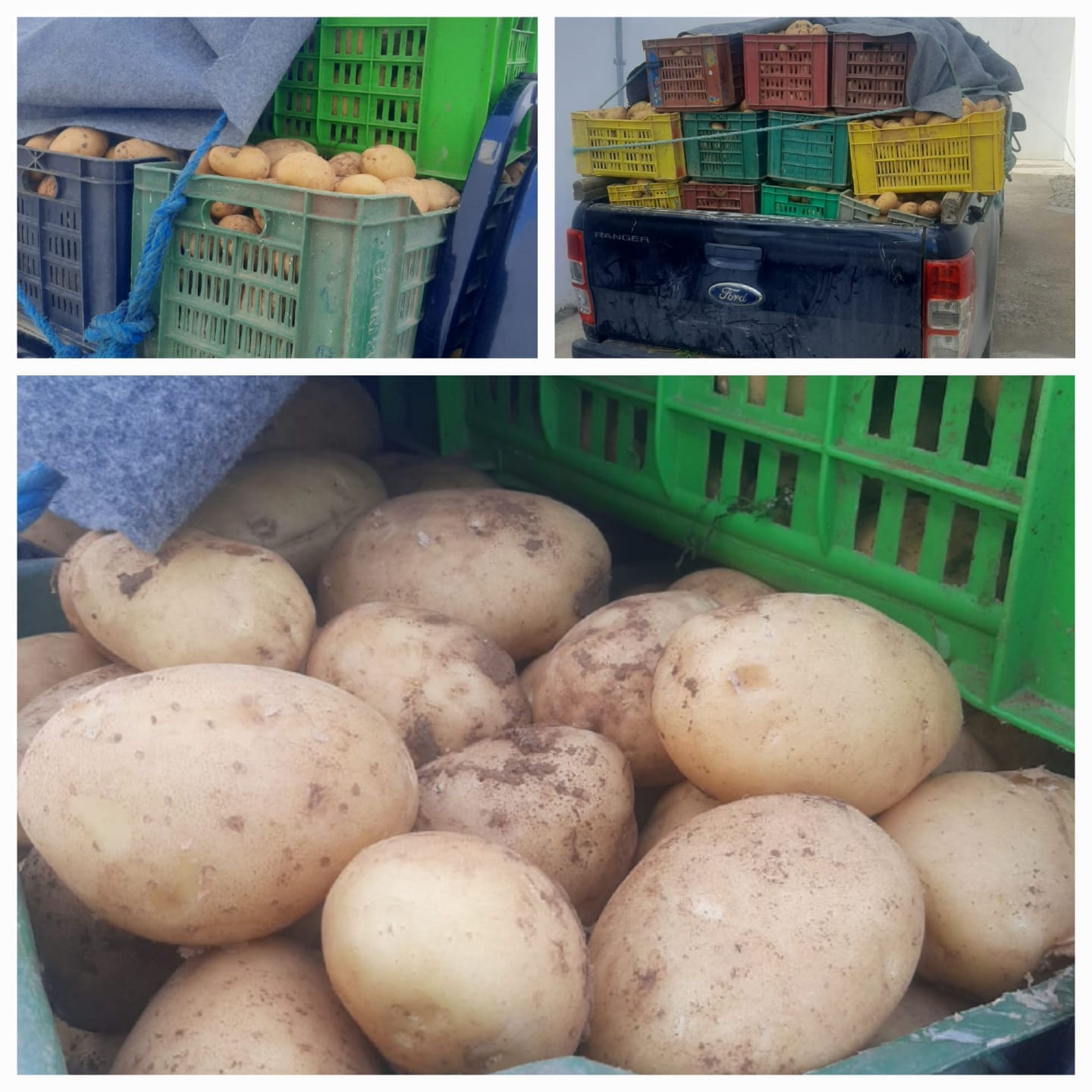 منوبة/ حجز بطاطا معدة للاحتكار منوبة/ حجز بطاطا معدة للاحتكار