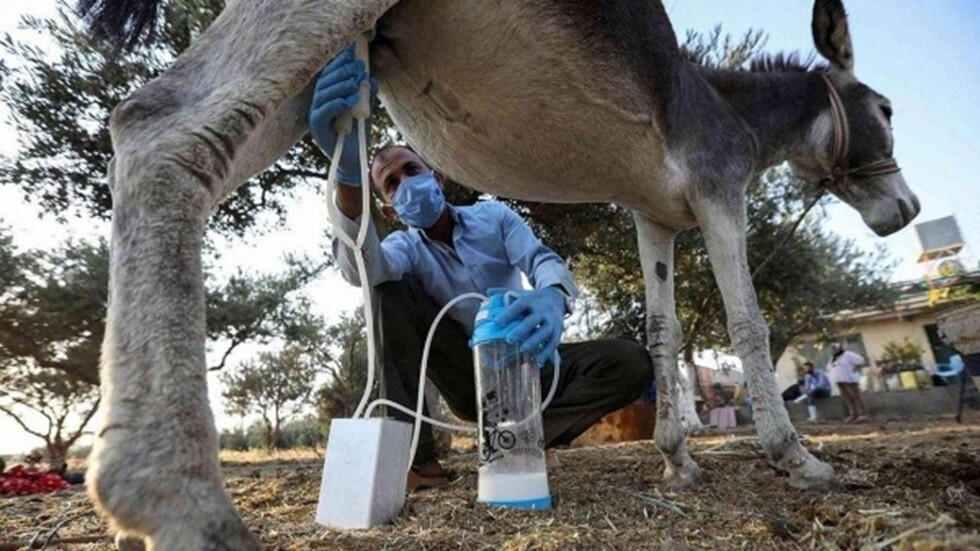 يبيع لبن الحمير ويزعم أنه علاج ناجع