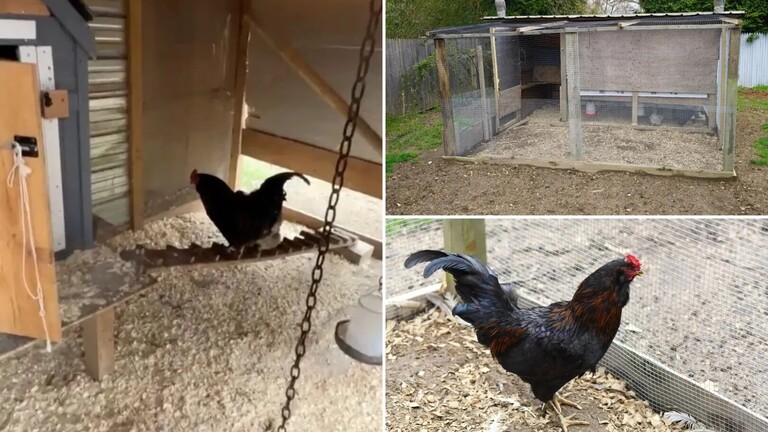  أمريكي يشتكي ديكا للشرطة!