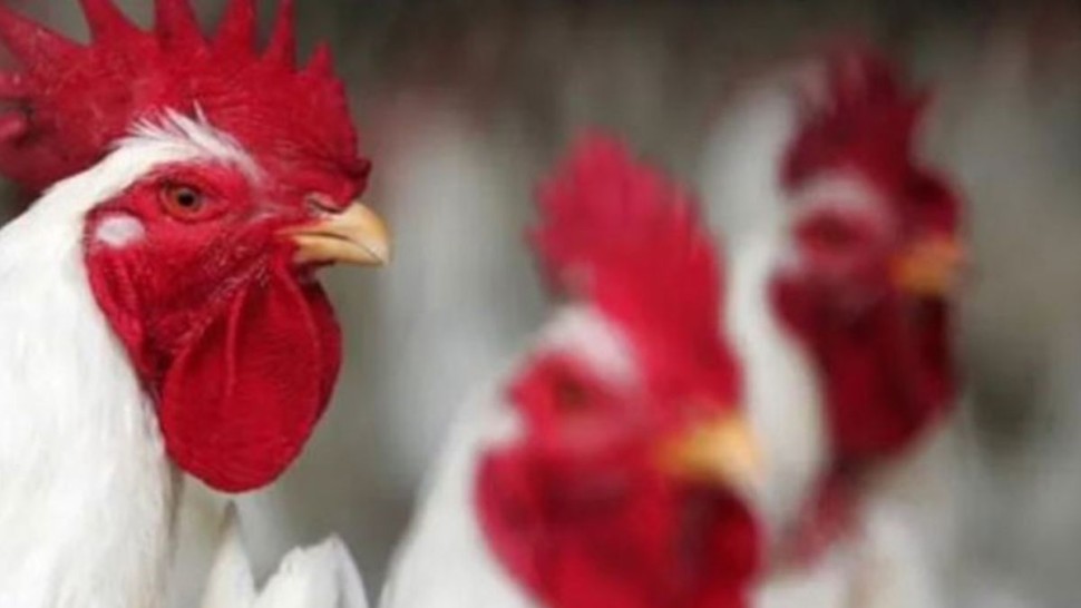 دراسة/ وجوه الدجاج تحمرّ بحسب مشاعره