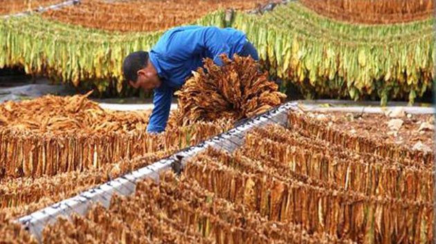 باجة/ تراجع إنتاج التبغ بنسبة 90 بالمائة