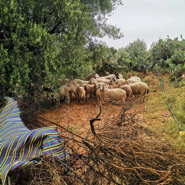 بوحجلة/ ارجاع قطيع اغنام مسروق والقبض على المتورطين