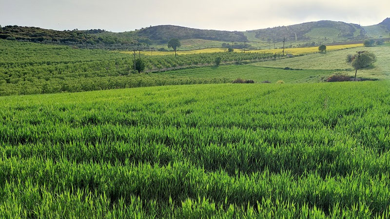 بوسالم/ قطع مياه الري عن المزراع يهدد الموسم الفلاحي