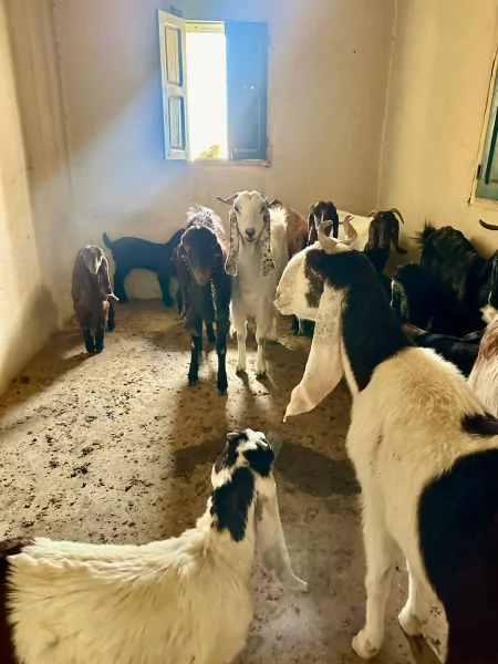 رمادة/ إحباط تهريب قطيع من الأغنام