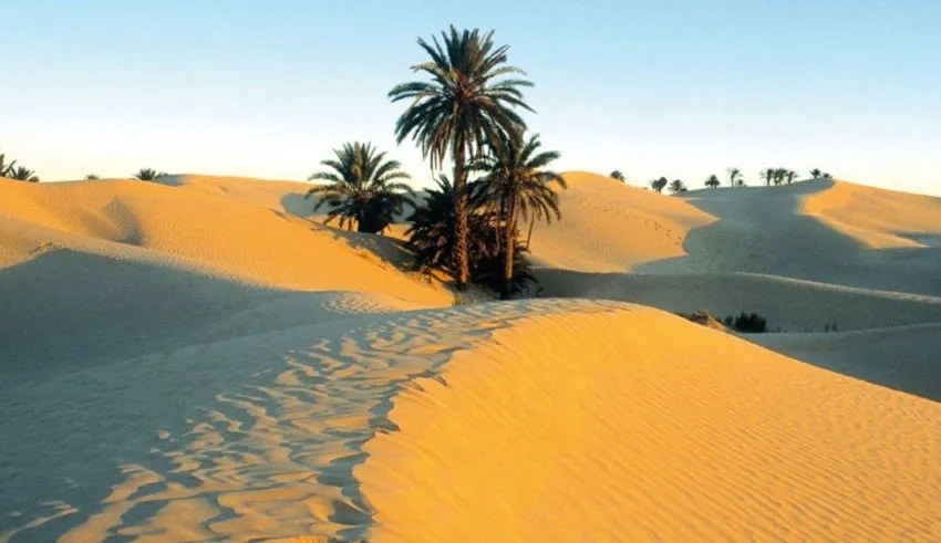 المهام والتركيبة.. كل التفاصيل عن ديوان تنمية الجنوب والصحراء