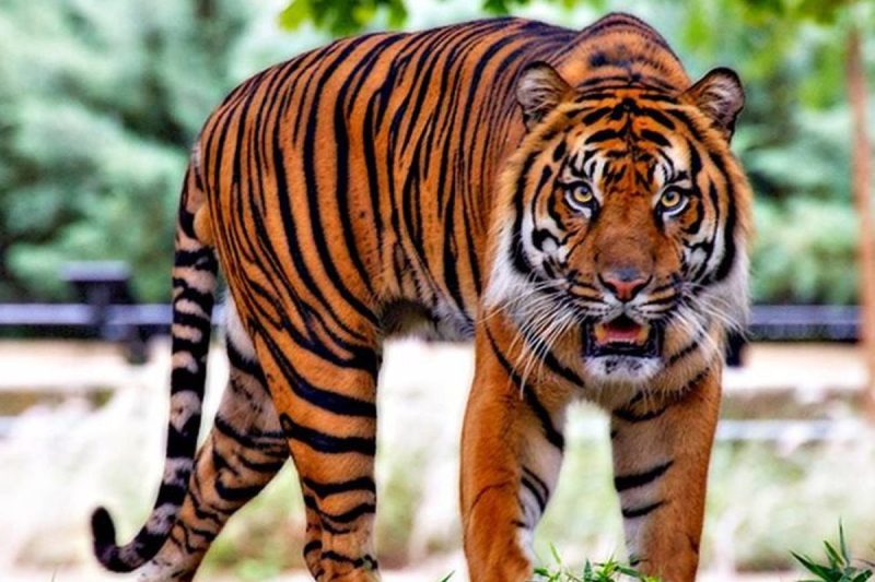 ذعر في ليبيا بعد افلات نمر من صاحبه