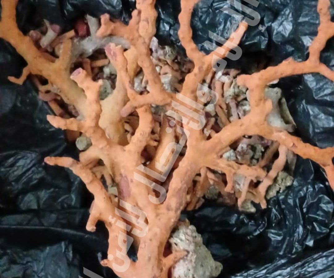 طبرقة/ حجز كمية من المرجان مخفية بأحد المنازل