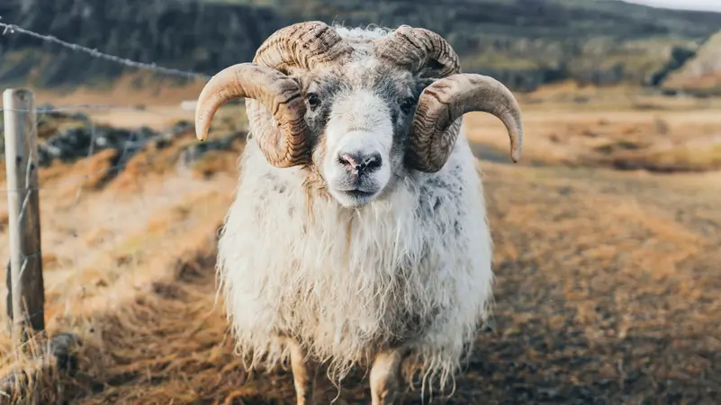 “كبش” يقتل مسنّين ويصيب ثالثا!