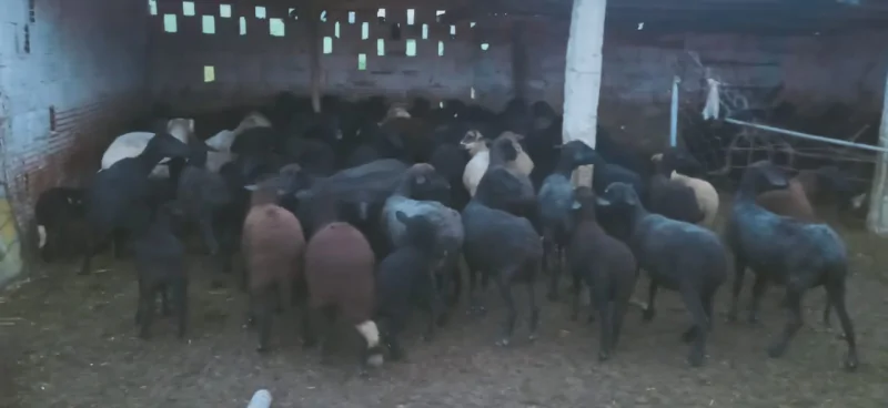 ماطر.. اماطة اللثام عن عملية سرقة أغنام