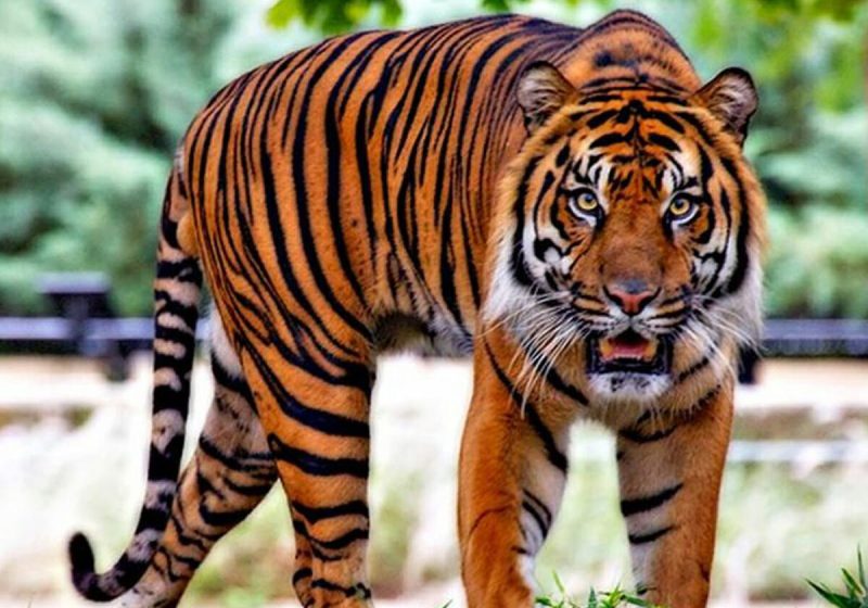 نمر يتجول بحرية في المغرب