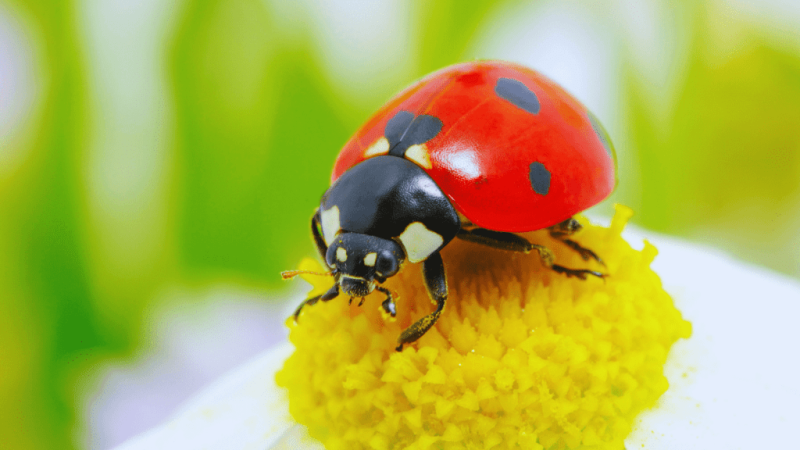 اتحاد الفلاحة... مخبر تحصل على ترخيص لادخال الدعسوقة المكسيكية