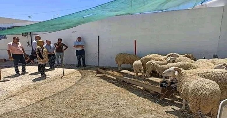 السعيدة... نقطة لبيع الاضاحي بالميزان بهذه الاسعار