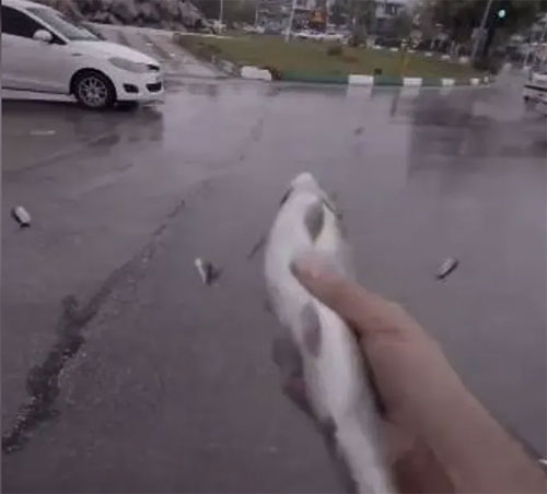 بالفيديو/ السماء “تمطر سمكا” في إيران