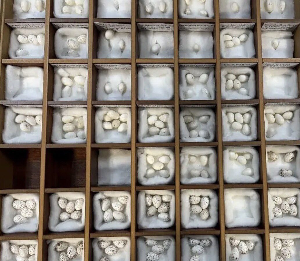 سرق 3 آلاف بيضة/ لص البيض السبعيني في قبضة الشرطة