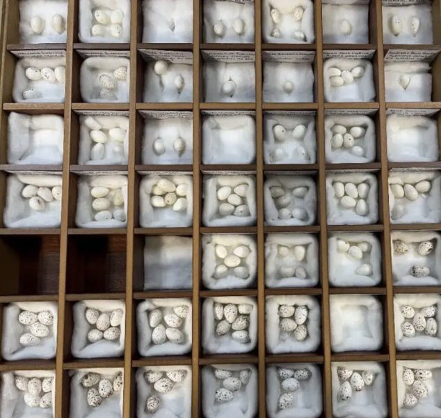 لص البيض السبعيني في قبضة الشرطة